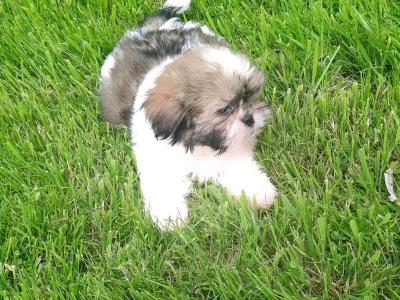 Beautiful Shih Tzu puppies in Cavan