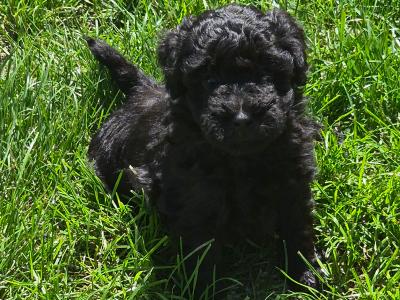 Poochon puppies in Kerry - Unique colours