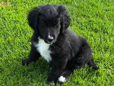 Male Bernese Mountain Dog x Golden Retriever puppy in Kilkenny