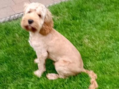 Male Cockapoo puppy 7 months old for sale in Laois
