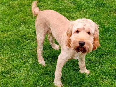 Male Cockapoo puppy 7 months old for sale in Laois