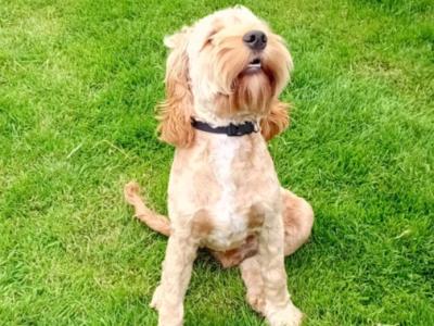 Male Cockapoo puppy 7 months old for sale in Laois