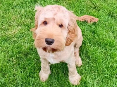 Male Cockapoo puppy 7 months old for sale in Laois