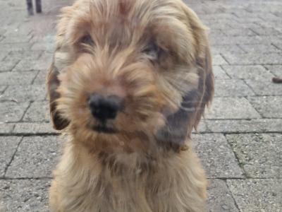 🐶 Cavapoo x English Cocker Spaniel puppies in Offaly 🐶
