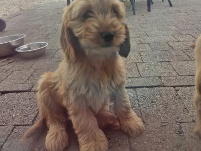 🐶 Cavapoo x English Cocker Spaniel puppies in Offaly 🐶