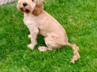 Male Cockapoo puppy 7 months old for sale in Laois