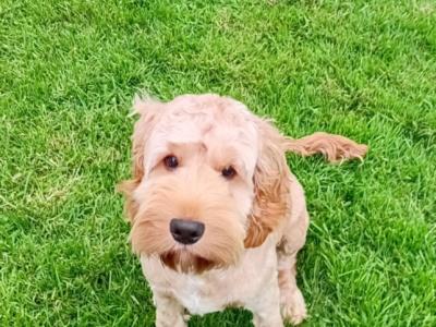 Male Cockapoo puppy 7 months old for sale in Laois