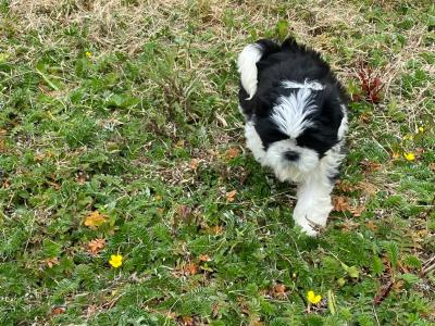 IKC Registered (pending) Shih Tzu puppies in Kerry