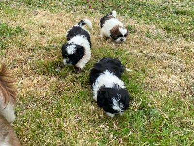 IKC Registered (pending) Shih Tzu puppies in Kerry
