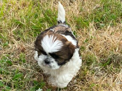 IKC Registered (pending) Shih Tzu puppies in Kerry