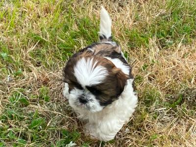Shih Tzu puppies in Kerry