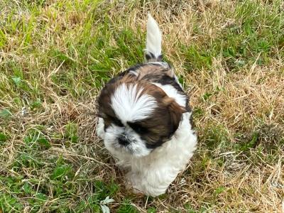 Shih Tzu puppies in Kerry