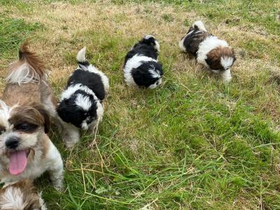 IKC Registered (pending) Shih Tzu puppies in Kerry