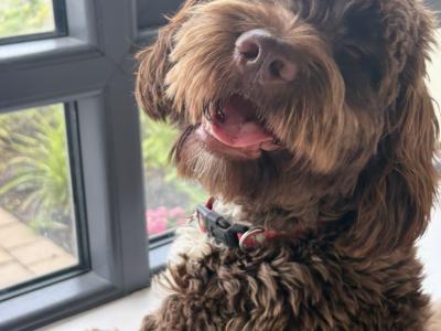 10 month old female Cockapoo puppy in Meath