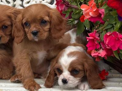 Gorgeous Cavalier King Charles puppies in Carlow