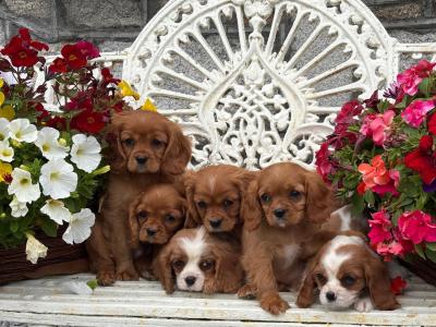 Gorgeous Cavalier King Charles puppies in Carlow