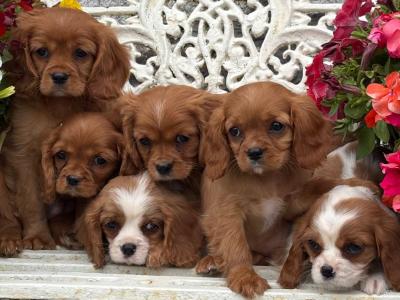 Gorgeous Cavalier King Charles puppies in Carlow