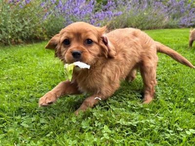 Gorgeous Cavalier King Charles puppies in Carlow