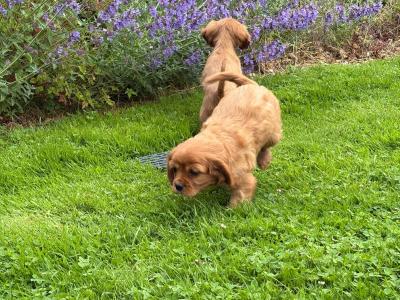 Gorgeous Cavalier King Charles puppies in Carlow