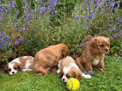 Gorgeous Cavalier King Charles puppies in Carlow