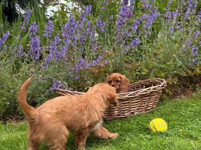 Gorgeous Cavalier King Charles puppies in Carlow