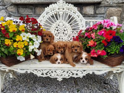 Gorgeous Cavalier King Charles puppies in Carlow