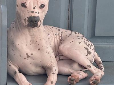 Pedigree IKC Registered American Hairless Terrier puppie 7 months old in Laois