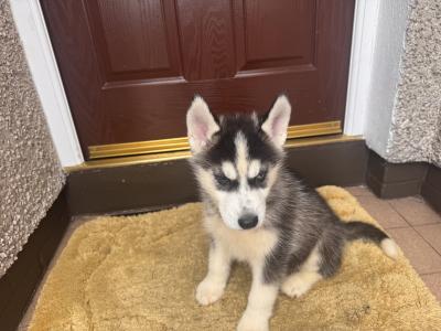Siberian Husky puppies in Tyrone