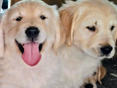 Purebred (Non Registered) Golden Retriever puppies in Cavan