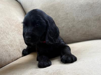 Cocker Spaniel puppies in Tipperary