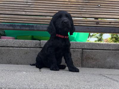 Cocker Spaniel puppies in Tipperary