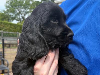 Cocker Spaniel puppies in Tipperary