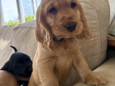 Cocker Spaniel puppies in Tipperary