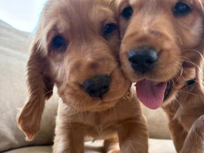Cocker Spaniel puppies in Tipperary
