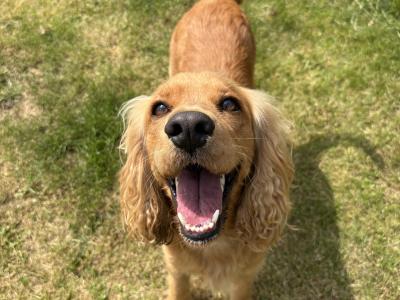 Cocker Spaniel puppies in Tipperary
