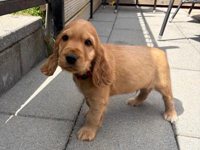 Cocker Spaniel puppies in Tipperary