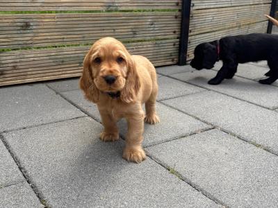 Cocker Spaniel puppies in Tipperary