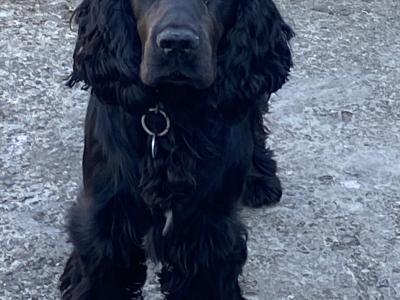 Cocker Spaniel puppies in Tipperary