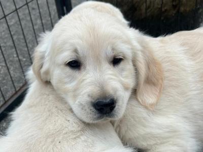 Purebred (Non Registered) Golden Retriever puppies in Cavan