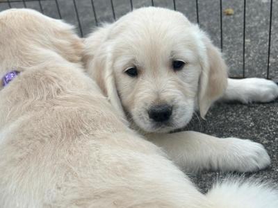 Purebred (Non Registered) Golden Retriever puppies in Cavan