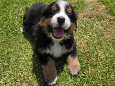 Stunning IKC Registrered Bernese Mountain Dog female puppies in Leitrim