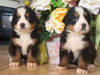 Stunning IKC Registrered (pending) Bernese Mountain Dog puppies in Leitrim