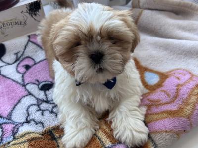 Purebred Shih Tzu puppies in Tipperary