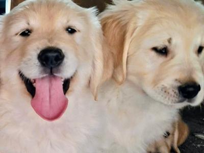 Purebred (Non Registered) Golden Retriever puppies in Cavan