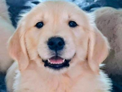 Purebred (Non Registered) Golden Retriever puppies in Cavan