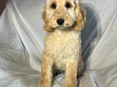 Beautiful Golden F1 Cockapoo puppies in Cork