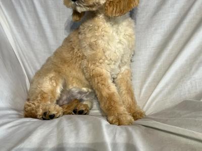 Beautiful Golden F1 Cockapoo puppies in Cork