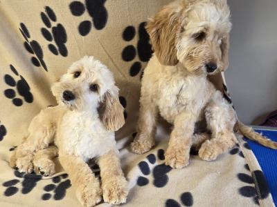 Beautiful Golden F1 Cockapoo puppies in Cork
