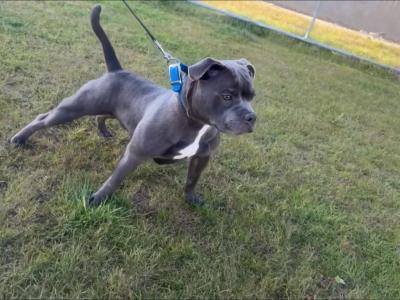 Staffordshire Male for stud 🥇 champion Bloodline 🥇