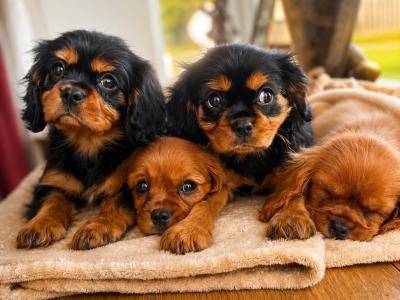 Beautiful Cavalier King Charles puppies in Donegal